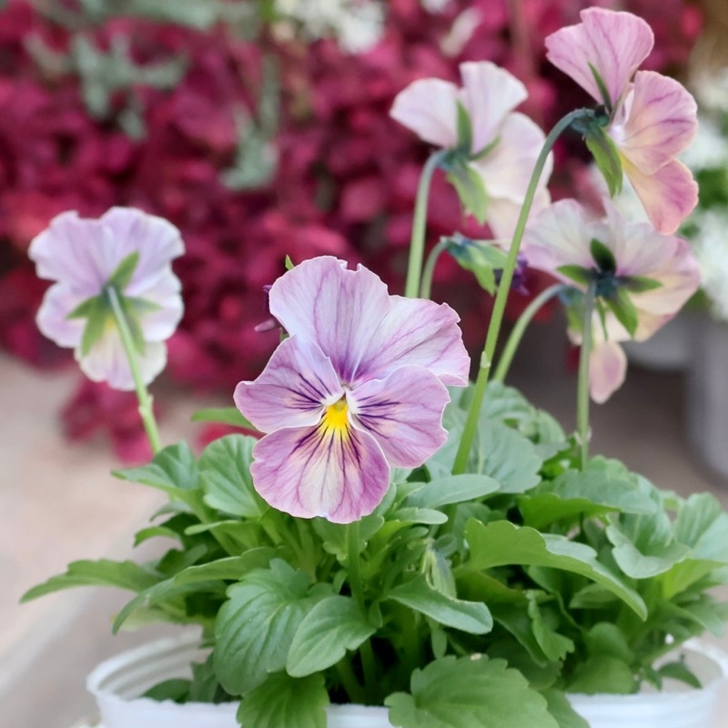 心花 画像の現品1点限り☆ビオラ・なごみももか「しんしん」SP24(3.5号ポット)