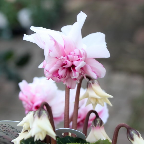 花。 3.5号鉢】万重咲きミニシクラメン・ローゼス「ピンクバイカラー」