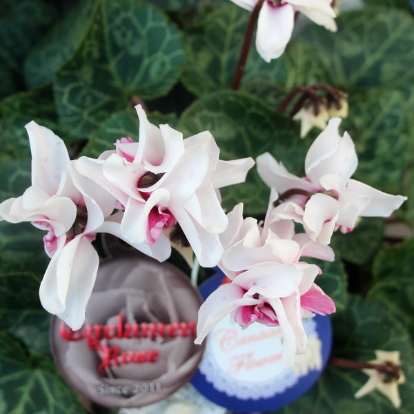 3.5号鉢】万重咲きミニシクラメン・ローゼス「ピンクバイカラー」