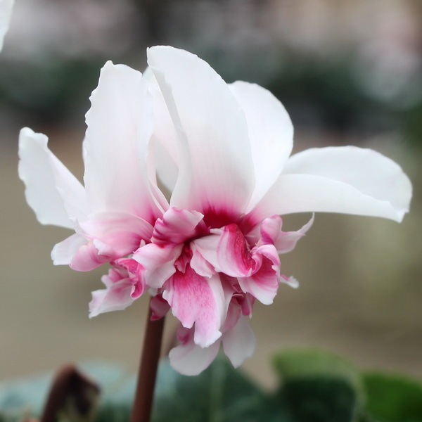 3.5号鉢】万重咲きミニシクラメン・ローゼス「ピンクバイカラー」