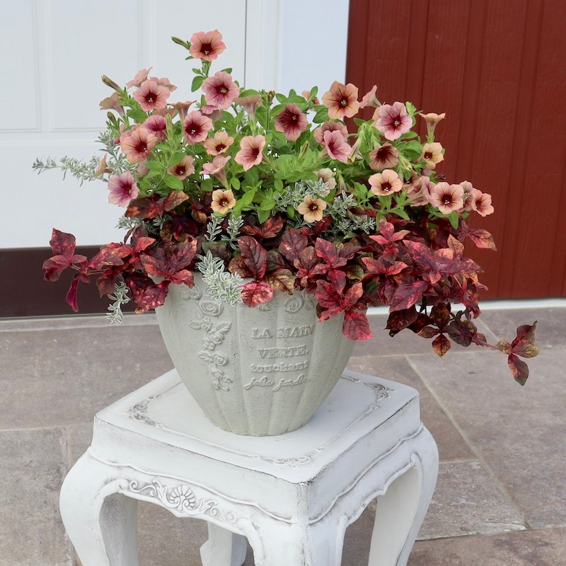 ◆ボリューム満点◆アンティークピンク　ペチュニア　5号鉢 ◇ボリューム満点◇アンティークピンク ペチュニア 5号鉢