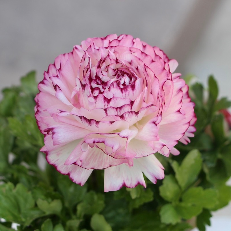現品1株限り!!ラナンキュラス「マシェ」22-12番(3.5号ポット)