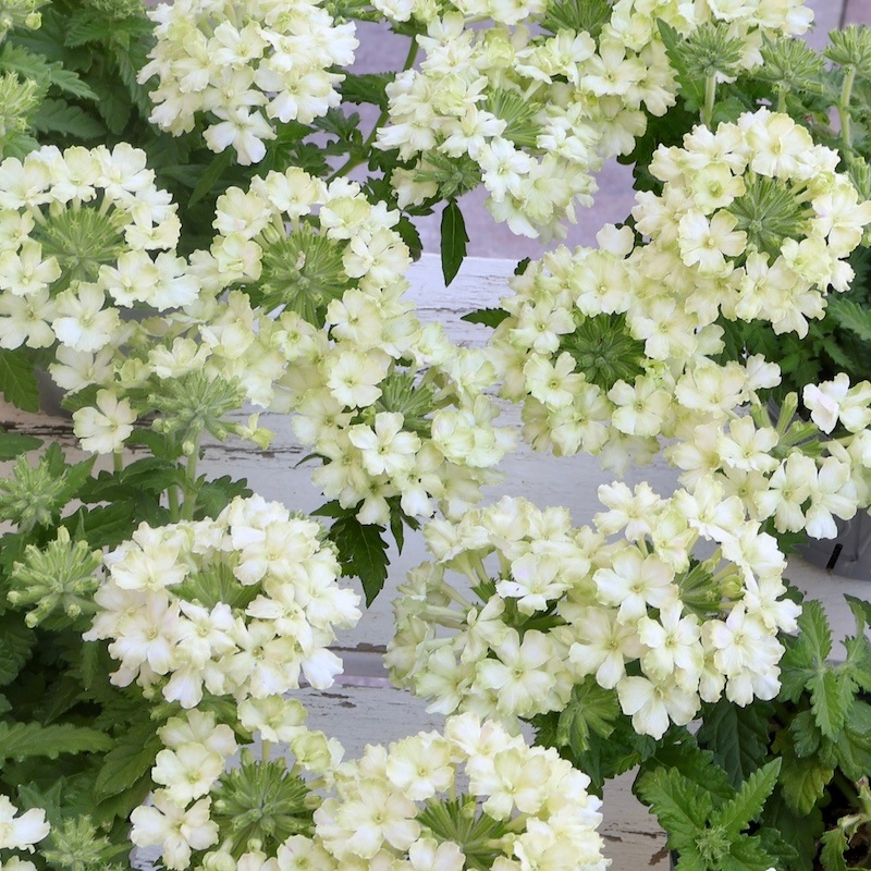 再販スタート!! 超良株☆宿根バーベナ・バネッサ「ライム」(3.5号ポット)