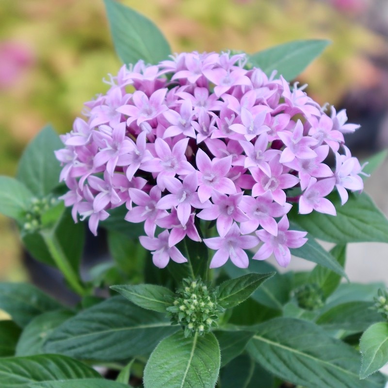 ペンタス・グラフィティ「ラベンダーピンク」(3.5号ポット)