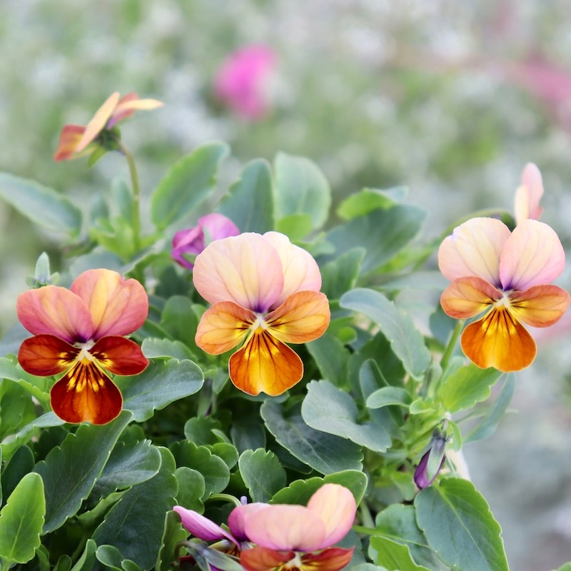 ビオラ・ビッツ「ハートカクテル」(3.5号ポット)