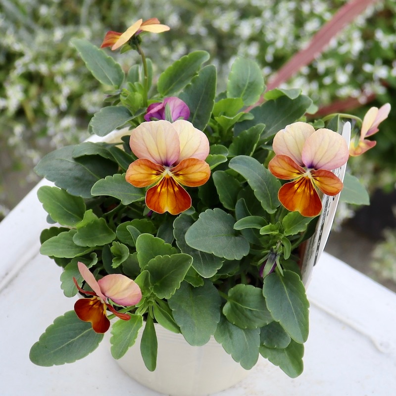 ビオラ・ビッツ「ハートカクテル」(3.5号ポット)