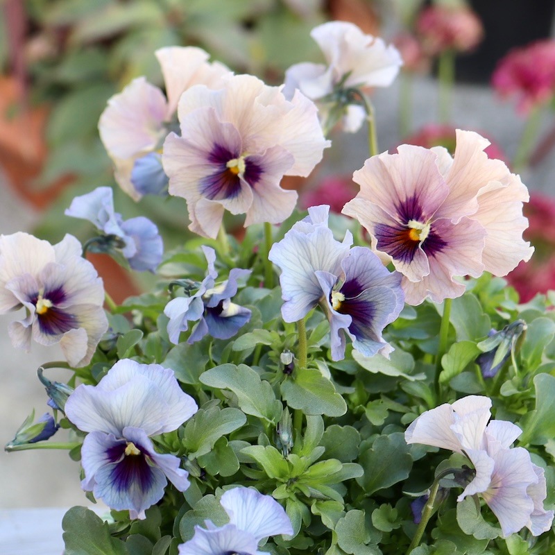 特大☆画像の現品いずれか!! 石川園芸さんのビオラ「レディ