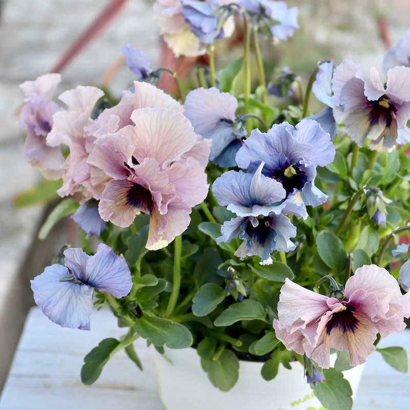 特大☆画像の現品いずれか!! 石川園芸さんのビオラ「レディ