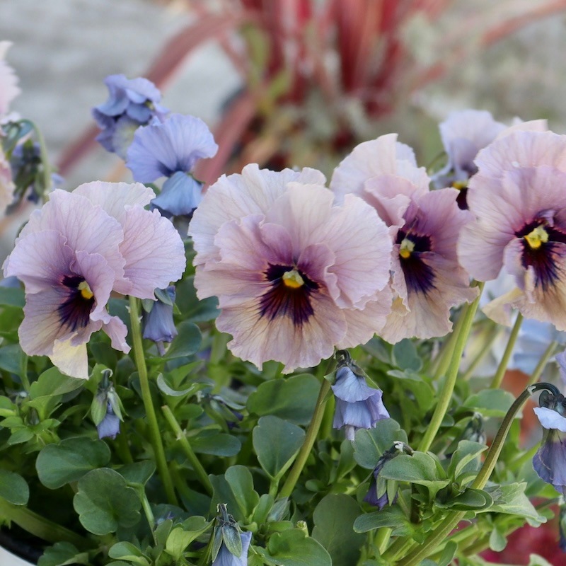 特大☆画像の現品いずれか!! 石川園芸さんのビオラ「レディ