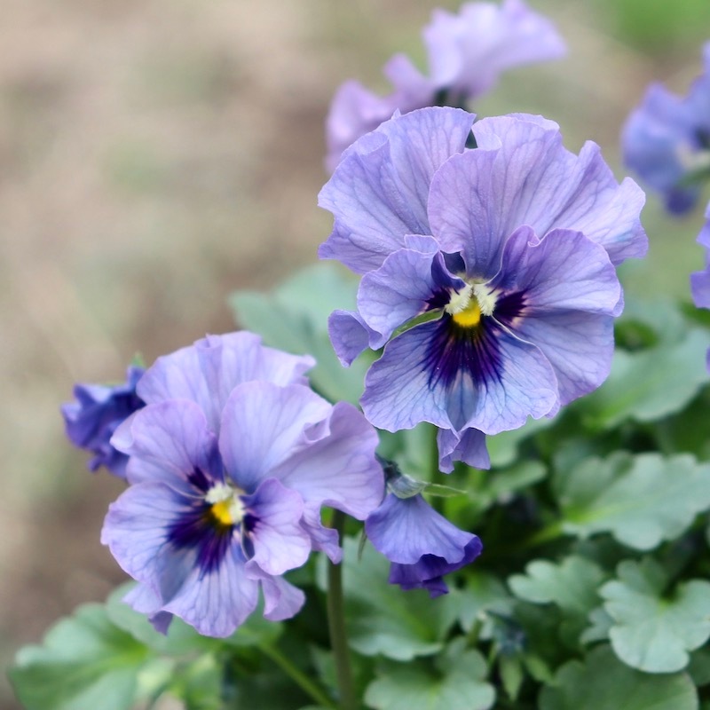 ビオラレディ　b 石川園芸 ビオラ レディ