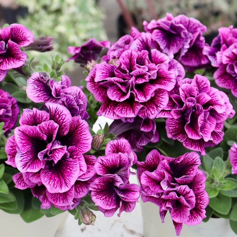 ラスト♪八重咲きペチュニア・フラメンコ「ブルーベリー」(3.5号ポット)