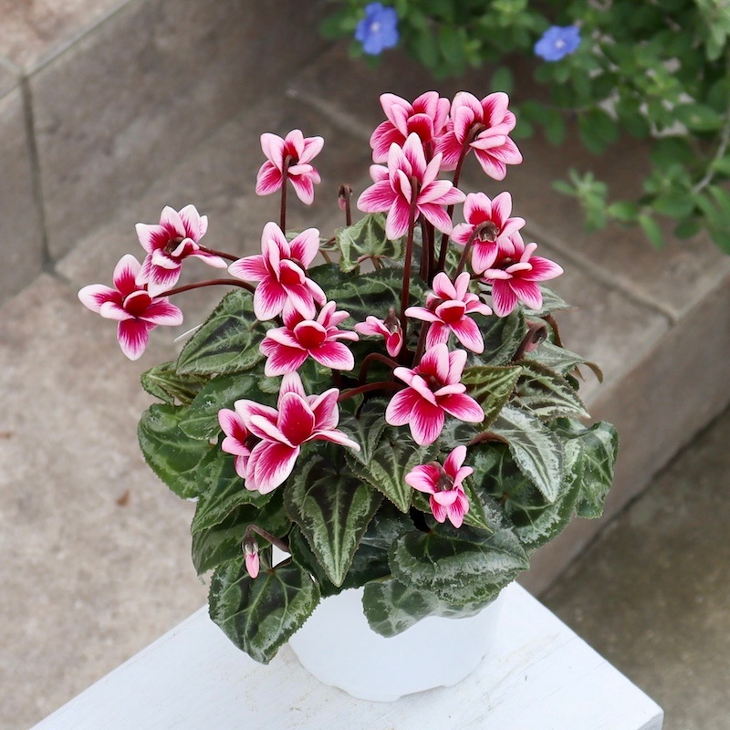 画像の現品1点限り!! 八重咲きミニシクラメン「フェアリーピコ」＜23＞