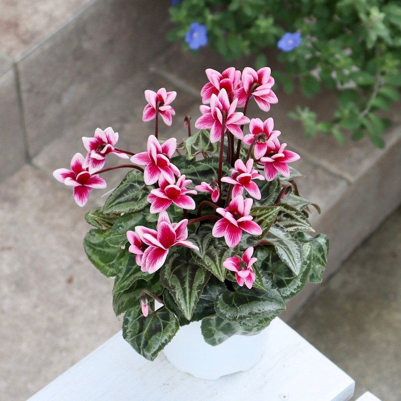 画像の現品1点限り!! 八重咲きミニシクラメン「フェアリーピコ」＜23＞