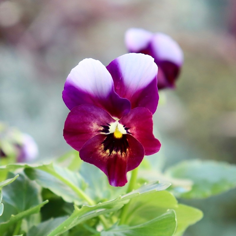 画像の現品1点限り!! ロカハーツ「ホルシス」＜10番＞