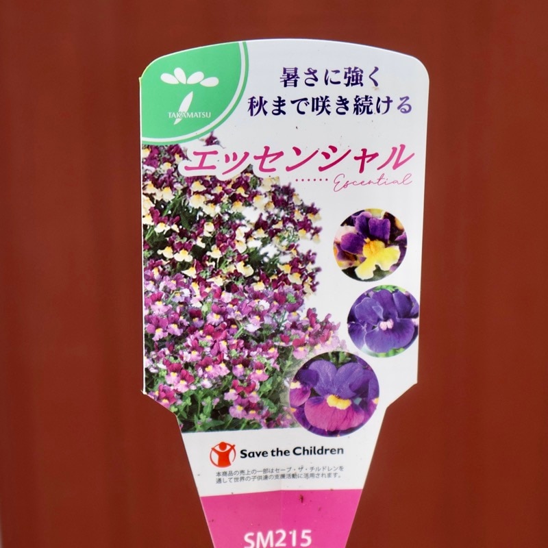 ネメシア・エッセンシャル「スノーベリー」(3号ロングポット)