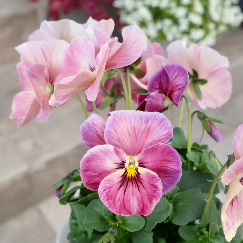 レア品☆画像の現品1点限り☆高知・植田さんのビオラ☆試験品種〈25SP03〉