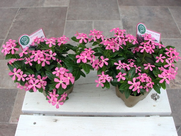 ニチニチソウ 夏花火 ピンク 3 5号ポット 植物 花苗 鉢物 品名で選ぶ ハ行 ビンカ 日々草 風散歩