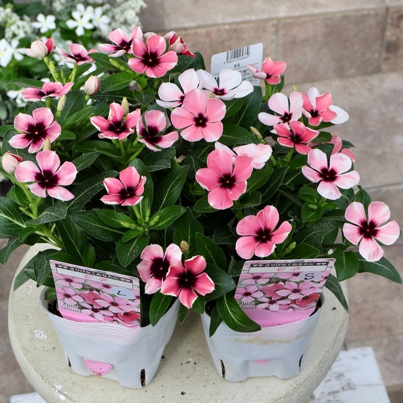 濃いピンクピンポン苗1本+ワインレッド小菊1株+ 釣鐘草2球根　3種セット① 7/12動画あり》北島園芸さんのビンカ(日々草)「モネ」花芯Lタイプ(3.5