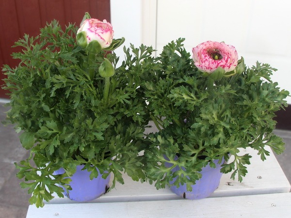 ラナンキュラス「マシェ」1番(3.5号ポット)