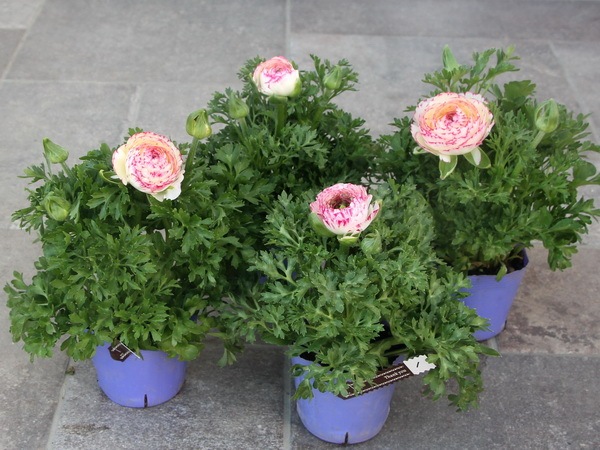 ラナンキュラス「マシェ」1番(3.5号ポット)