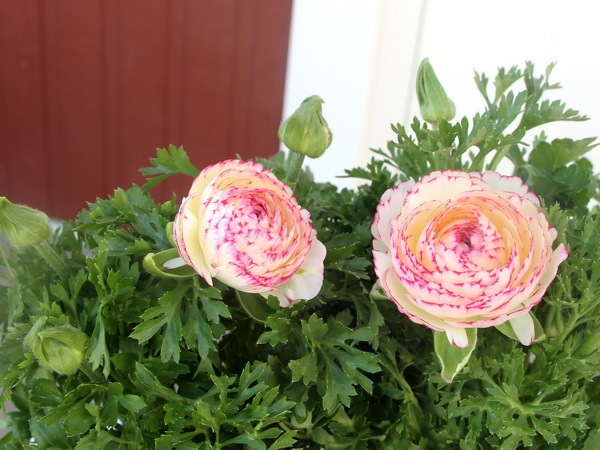 ラナンキュラス「マシェ」1番(3.5号ポット)