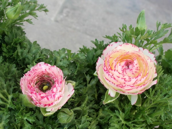 ラナンキュラス「マシェ」1番(3.5号ポット)