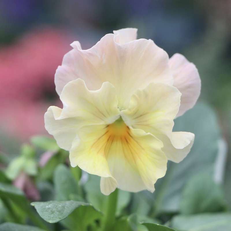 画像で花色を選べる!!花日和さんのフリル咲きパンジー「シエルブリエ