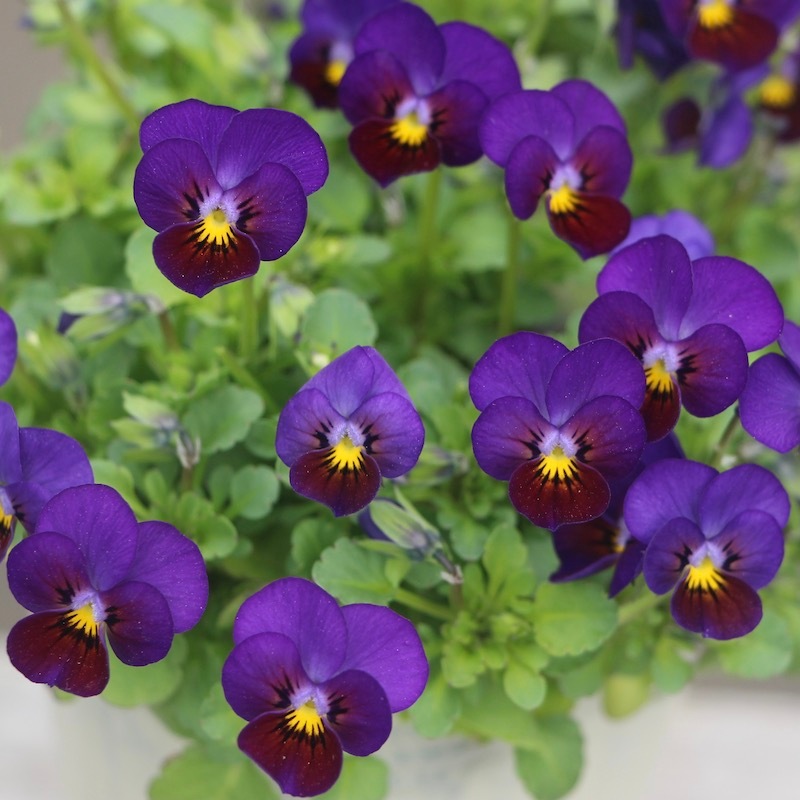 DA　小輪ビオラ フラワーハーツさんの小輪ビオラ・ビオレッタ「タンジェロ」