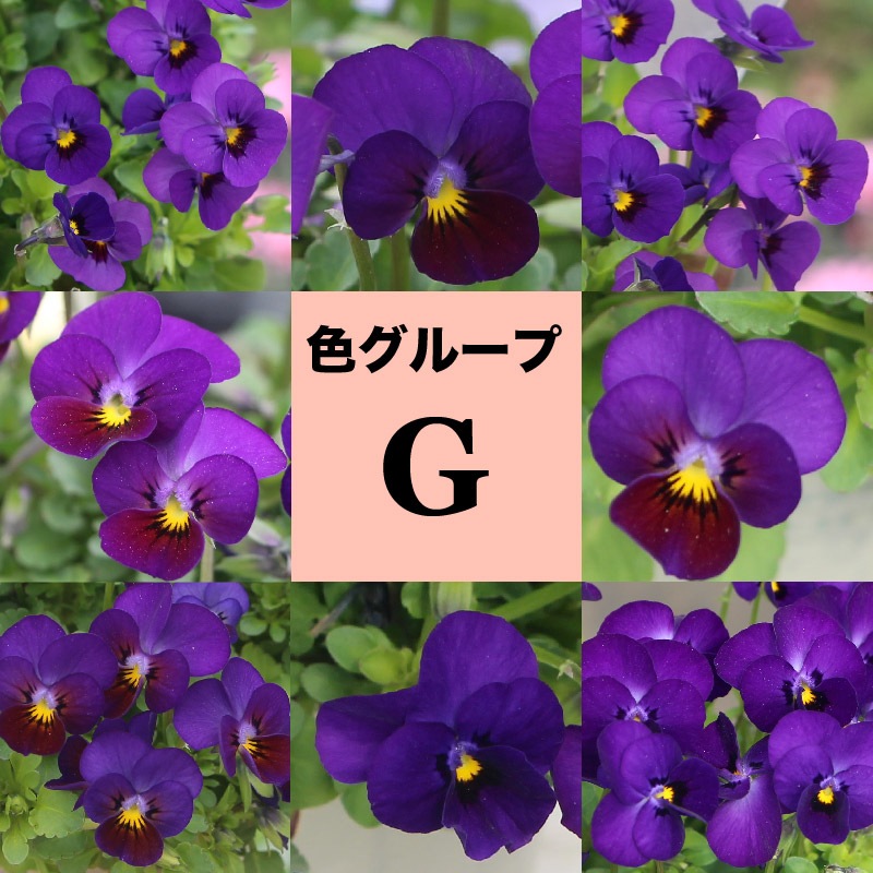 6_000000004546.jpg?1678209904