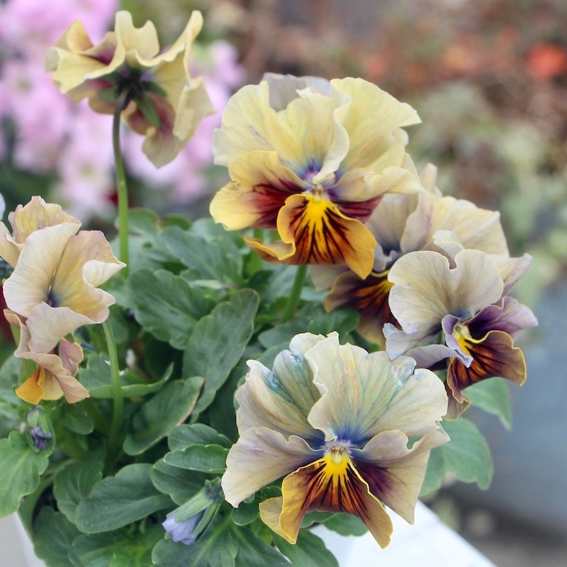 特選ブルー系!! うえたパンジー「マシェリマダム」＜32番＞(3.5号ポット)