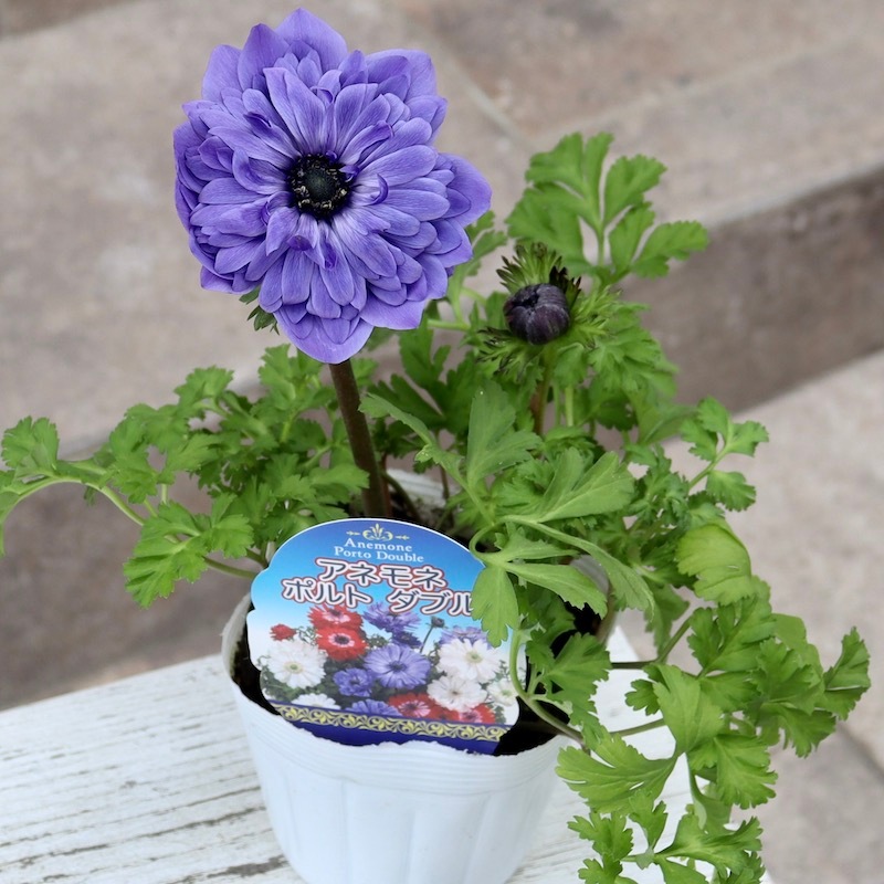 ミッドナイトブルー 綾地寧々 メンカタカラメヤサイダブルニンニクアブラ ミッドナイトブルー 綾地寧々 メンカタカラメヤサイダブルニンニク