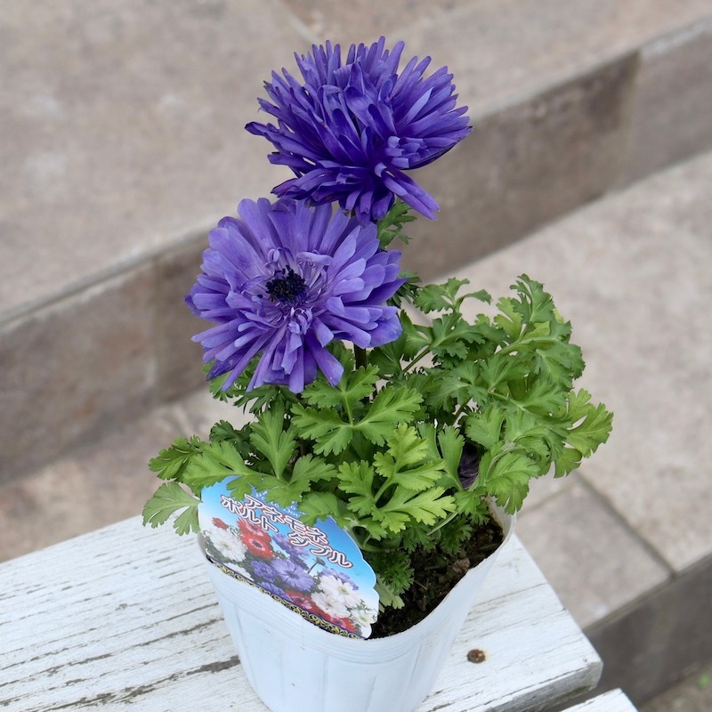 2株植えの八重咲きアネモネ・ポルトダブル「ブルー」