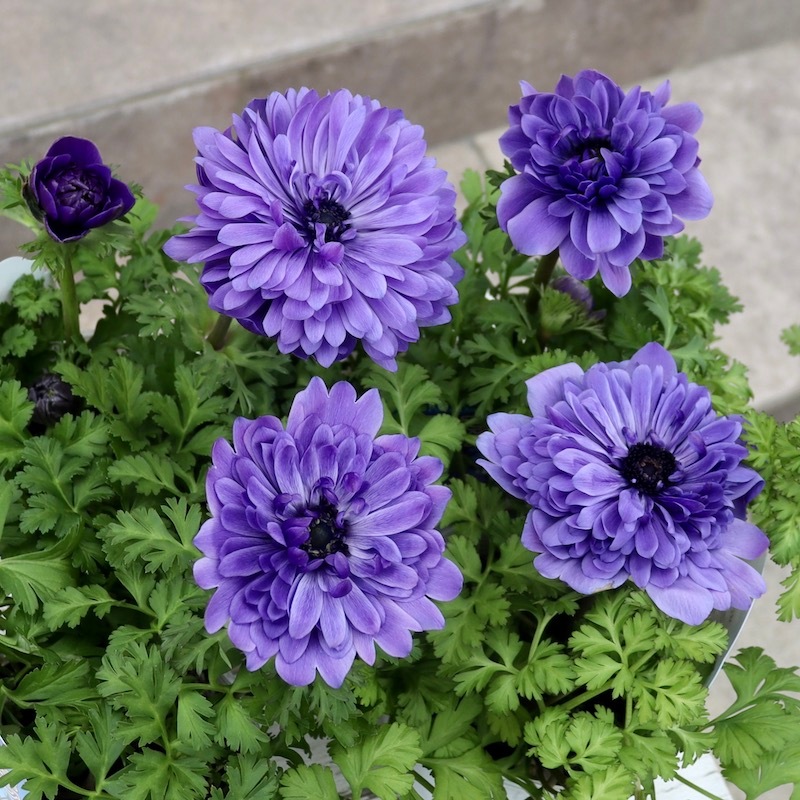 ムラサキの魅惑なアネモネ 2株植えの八重咲きアネモネ・ポルトダブル「ブルー」