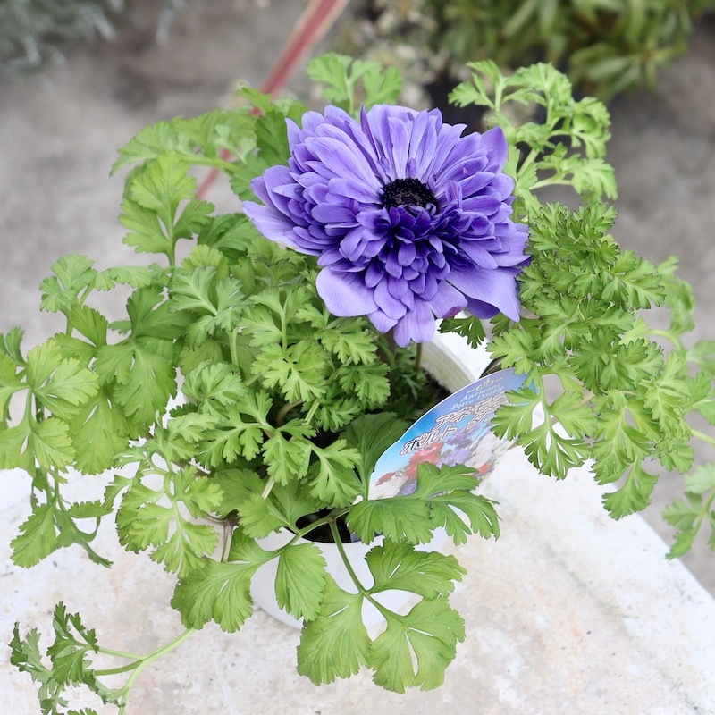 2株植えの八重咲きアネモネ・ポルトダブル「ブルー」