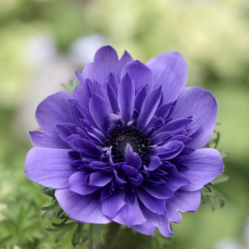 ミッドナイトブルー 綾地寧々 メンカタカラメヤサイダブルニンニクアブラ 30_000000006746.jpg?1707321010