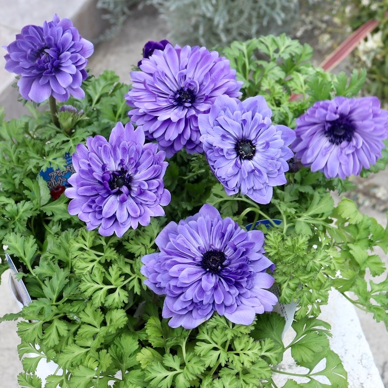 2株植え♪八重咲きアネモネ・ポルトダブル「ブルー」