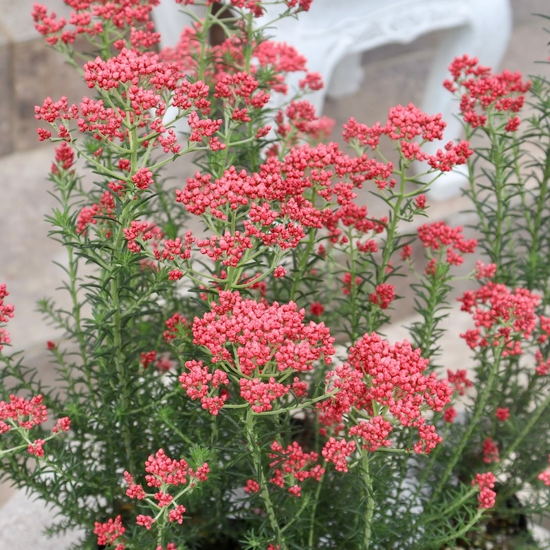 蕾ぎっしりの良株揃い♪ライスフラワー「キャンディレッド」(3号ロング