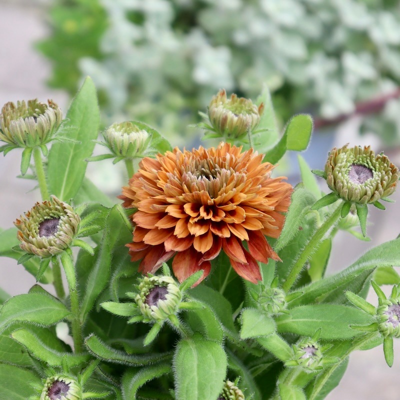 46 希少な花台 46 希少な花台