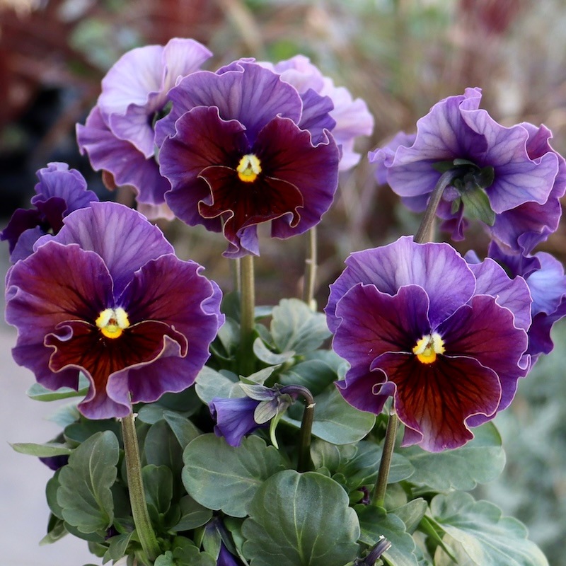 R*U様 桂風園✳︎パンジーフェデネージュ金縁ブルービオラフリルパンジー R*U様 桂風園✳︎パンジーフェデネージュ金縁ブルービオラフリル