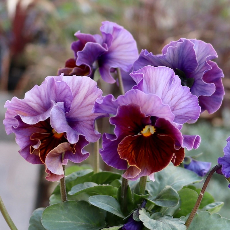 激レア品の限定販売】現品1点限り☆桂楓園さんのパンジー「フェデ