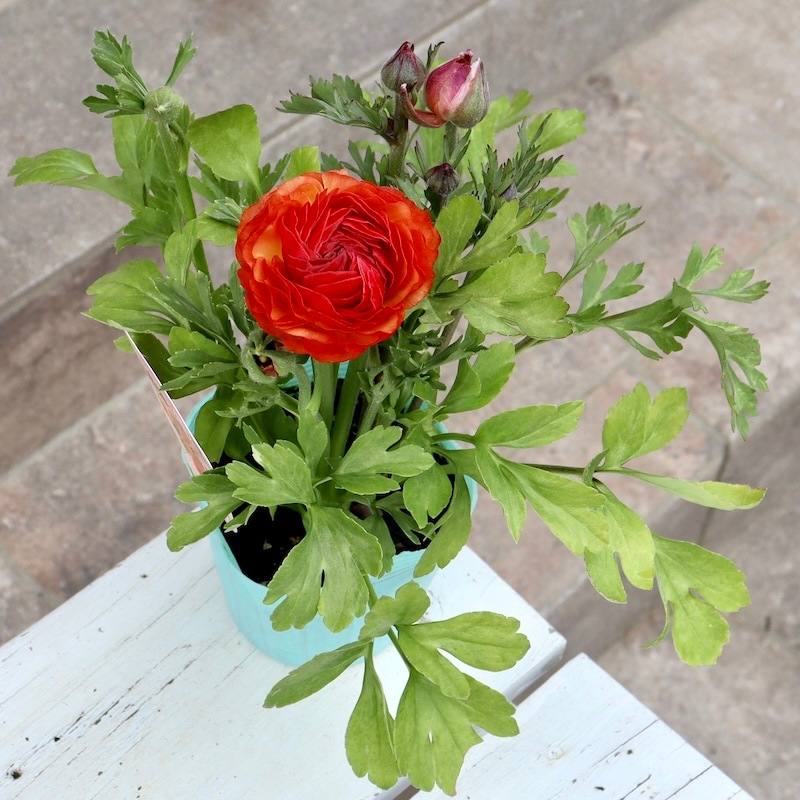 画像の現品!!うえたオリジナル・ラナンキュラス「エトワール」25-32番