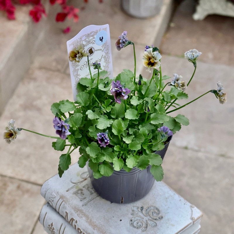 希少☆画像の現品1点限り☆石川園芸さんの小輪ビオラ「マイガール」4番