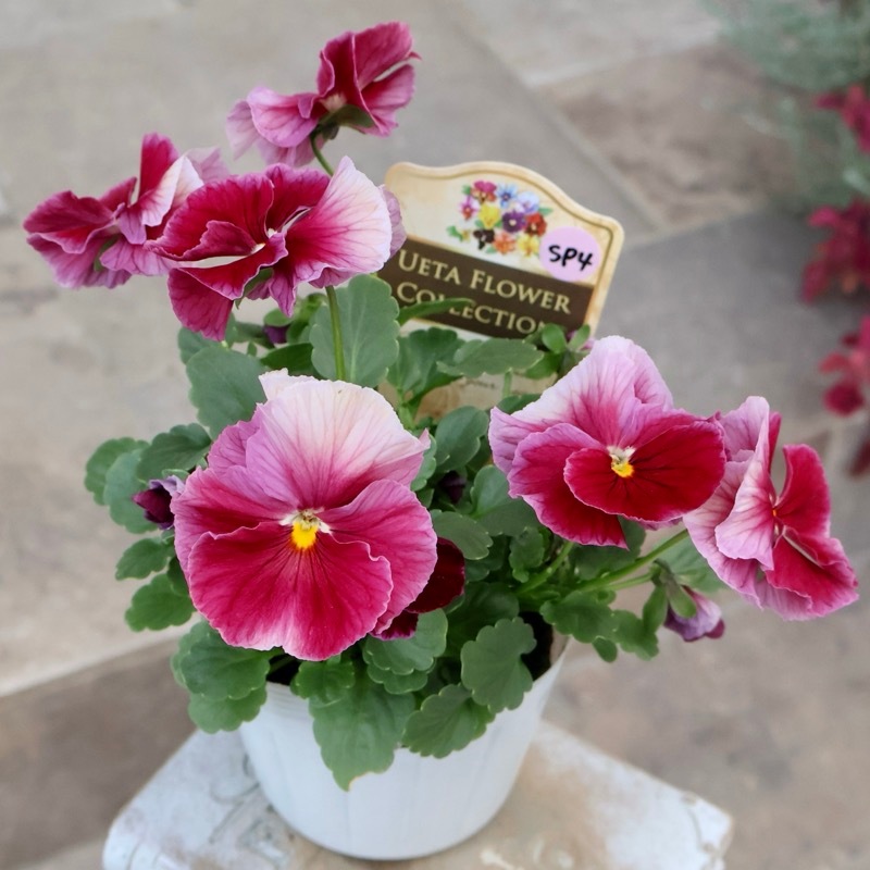 レア品☆画像の現品1点限り☆高知・植田さんのビオラ☆試験品種〈25SP04〉