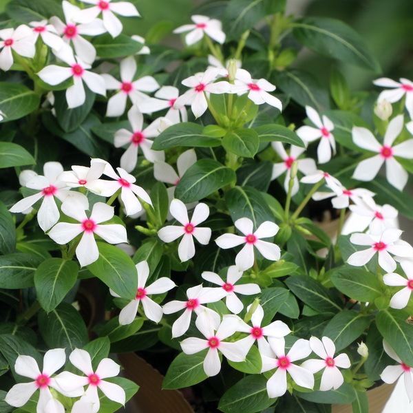 ニチニチソウ・夏花火「ホワイトレッドアイ」(3.5号ポット)