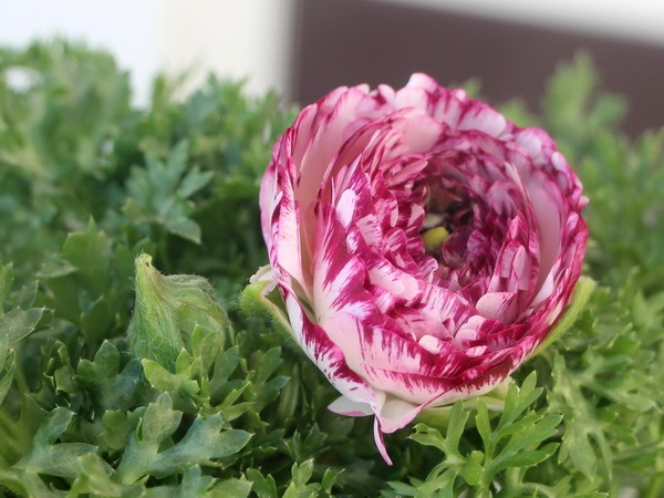 ラナンキュラス「マシェ」3番(3.5号ポット)