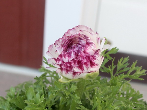 ラナンキュラス「マシェ」3番(3.5号ポット)