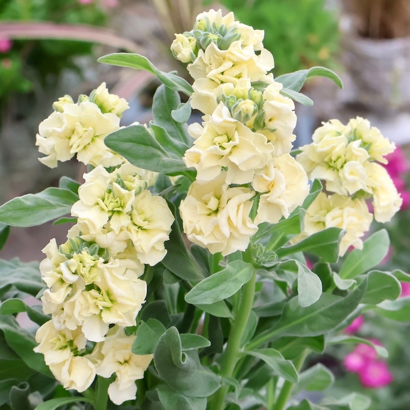 2_000000003447.jpg?1760511090