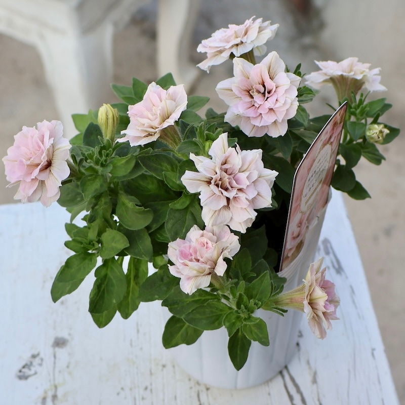 画像の現品!!花日和さんの八重咲きペチュニア・ホイップマカロン「モカ