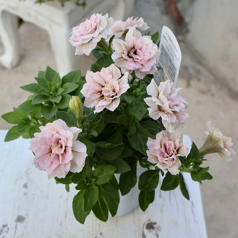 画像の現品!!花日和さんの八重咲きペチュニア・ホイップマカロン「モカ