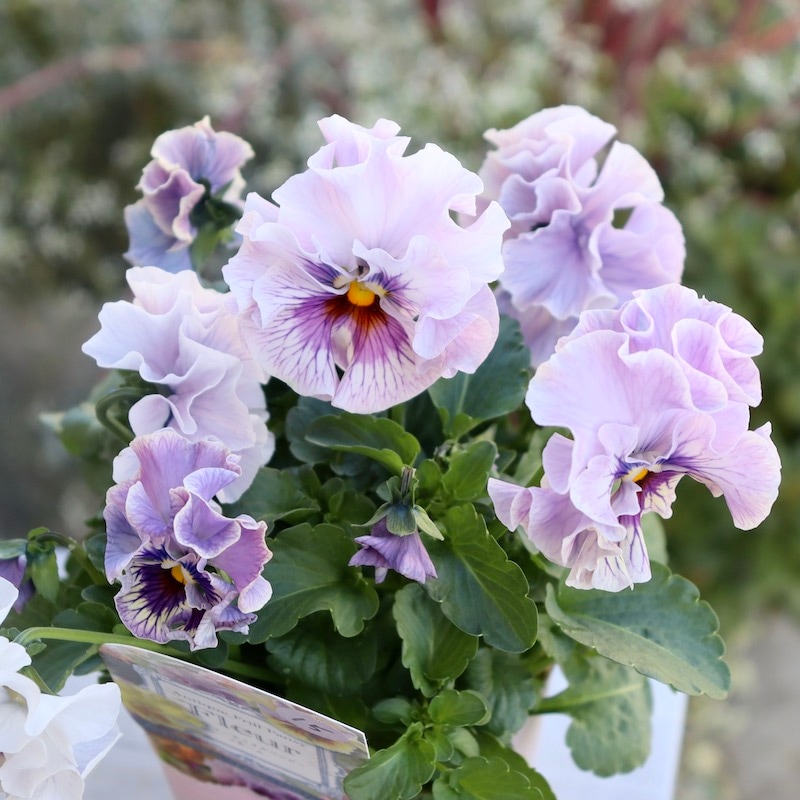 RYU【現品】R-gardenオリジナルフリルパンジーフルール①③④⑤⑥⑪ RYU様専用【現品】R-gardenオリジナルフリルパンジーフルール